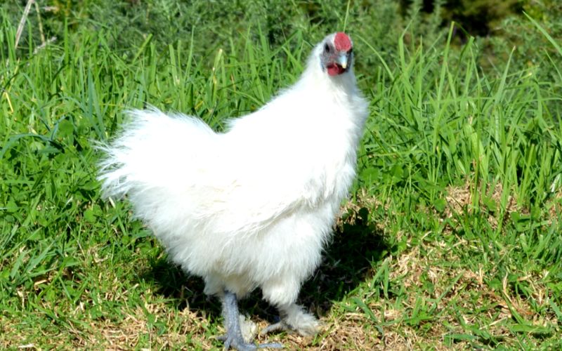 Gà tiềm thuốc bắc