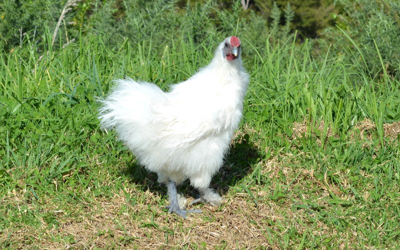 Black chicken is a nutrient-rich poultry known for its unique color and health benefits