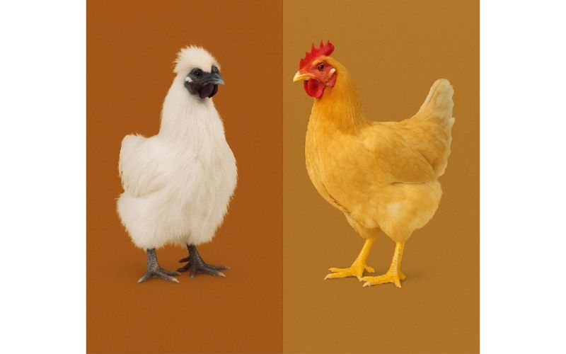 Black chicken offers more iron, zinc, and antioxidants, making it a healthier choice