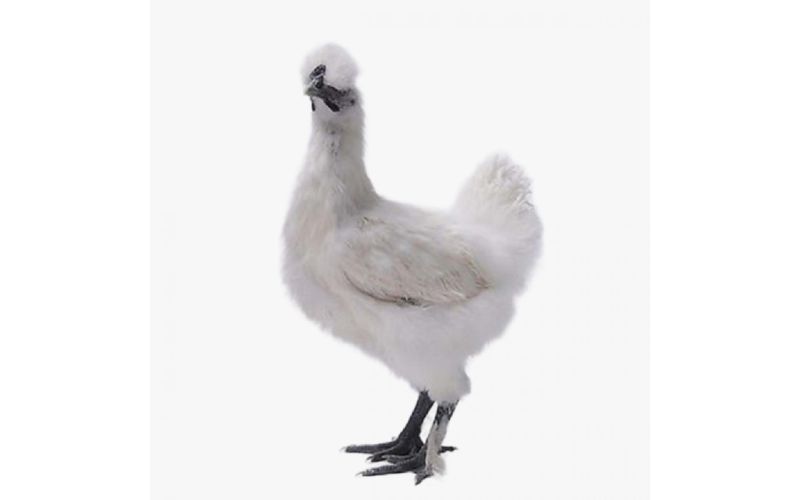 Black chicken is nutrient-dense, offering vitamins, minerals, and antioxidants with fewer calories