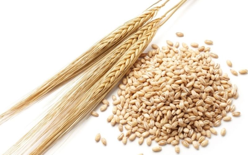 Lúa mạch nguyên hạt giàu chất xơ và beta-glucan, hỗ trợ kiểm soát mỡ máu và bảo vệ tim mạch.