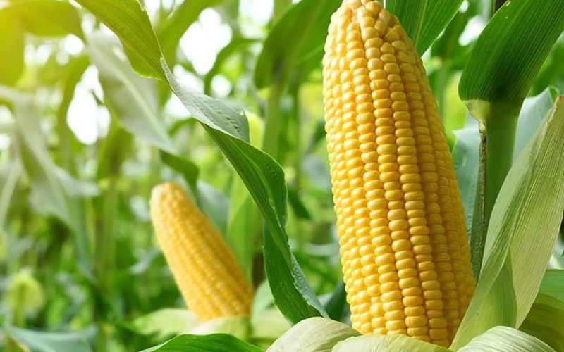 Ngô nguyên hạt giàu chất xơ và chất chống oxy hóa, tốt cho mắt