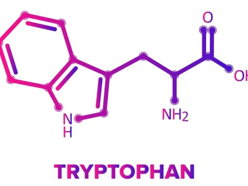 Tryptophan là axit amin thiết yếu, quan trọng cho tâm trạng, giấc ngủ và chức năng não.