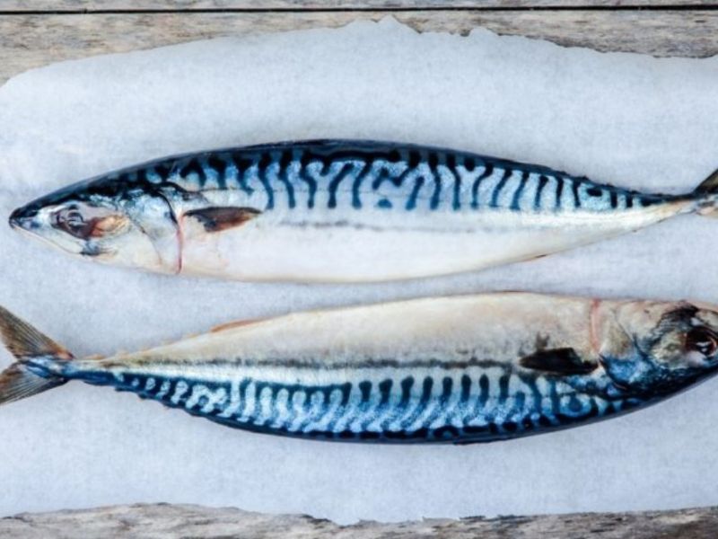 Cá thu và cá ngừ là nguồn Omega-3 dồi dào, kinh tế và dễ chế biến để bổ sung chất béo tốt hằng ngày.