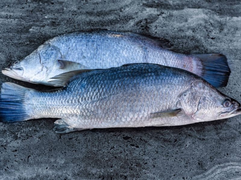 Cá chẽm giàu protein và Omega-3, dễ ăn và dễ chế biến, rất phù hợp cho bữa ăn gia đình và trẻ em.